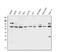 ClpB Homolog, Mitochondrial AAA ATPase Chaperonin antibody, A02912-2, Boster Biological Technology, Western Blot image 