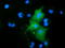 RB Binding Protein 9, Serine Hydrolase antibody, LS-C115655, Lifespan Biosciences, Immunofluorescence image 