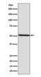Interferon Regulatory Factor 3 antibody, P00165, Boster Biological Technology, Western Blot image 