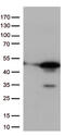 p38 antibody, TA813280S, Origene, Western Blot image 