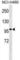 TLE Family Member 4, Transcriptional Corepressor antibody, abx025002, Abbexa, Western Blot image 