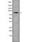 Mediator Complex Subunit 15 antibody, abx216778, Abbexa, Western Blot image 