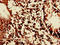 Leukocyte Associated Immunoglobulin Like Receptor 1 antibody, LS-C396927, Lifespan Biosciences, Immunohistochemistry paraffin image 