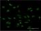 PMS1 Homolog 2, Mismatch Repair System Component antibody, H00005395-M05, Novus Biologicals, Immunofluorescence image 