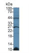 Glutathione S-Transferase Kappa 1 antibody, LS-C294259, Lifespan Biosciences, Western Blot image 