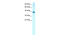 TSC22 Domain Family Member 4 antibody, 27-292, ProSci, Western Blot image 