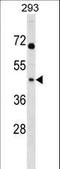 Mitochondrial Ribosomal Protein L39 antibody, LS-C164631, Lifespan Biosciences, Western Blot image 