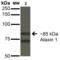 Ataxin 1 antibody, 56550, QED Bioscience, Western Blot image 