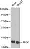 HAP1 antibody, 13-943, ProSci, Western Blot image 