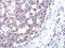 Spermidine Synthase antibody, NBP2-20482, Novus Biologicals, Immunohistochemistry paraffin image 