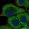 RUN And SH3 Domain Containing 1 antibody, NBP1-81004, Novus Biologicals, Immunocytochemistry image 