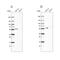 Pyruvate Dehyrogenase Phosphatase Catalytic Subunit 1 antibody, NBP1-82432, Novus Biologicals, Western Blot image 