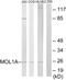 MOB Kinase Activator 1B antibody, A30515, Boster Biological Technology, Western Blot image 