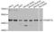 DNA Methyltransferase 3 Like antibody, A13591, ABclonal Technology, Western Blot image 