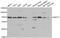 mRNA-capping enzyme antibody, A6431, ABclonal Technology, Western Blot image 