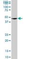 SH3 Domain Containing GRB2 Like, Endophilin B2 antibody, H00056904-B01P, Novus Biologicals, Western Blot image 