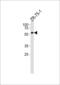 Protein Phosphatase 2 Regulatory Subunit Balpha antibody, 61-002, ProSci, Western Blot image 