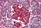 Tyrosine 3-Monooxygenase/Tryptophan 5-Monooxygenase Activation Protein Theta antibody, MBS245375, MyBioSource, Immunohistochemistry paraffin image 