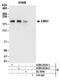 EMSY Transcriptional Repressor, BRCA2 Interacting antibody, A300-253A, Bethyl Labs, Immunoprecipitation image 