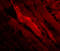 Protein Tyrosine Phosphatase Non-Receptor Type 11 antibody, LS-B542, Lifespan Biosciences, Immunofluorescence image 