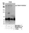 Mediator of RNA polymerase II transcription subunit 13 antibody, NB100-60641, Novus Biologicals, Western Blot image 