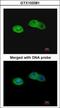 Serine Carboxypeptidase 1 antibody, GTX103381, GeneTex, Immunofluorescence image 