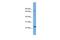 Spartin antibody, PA5-44282, Invitrogen Antibodies, Western Blot image 