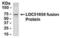 GINS Complex Subunit 2 antibody, XW-7959, ProSci, Western Blot image 