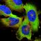 Terminal Nucleotidyltransferase 2 antibody, HPA054468, Atlas Antibodies, Immunofluorescence image 