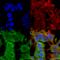 Adhesion Molecule With Ig Like Domain 1 antibody, 56530, QED Bioscience, Immunocytochemistry image 