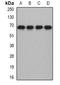 Metal Response Element Binding Transcription Factor 2 antibody, orb341237, Biorbyt, Western Blot image 