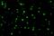 Regulatory Associated Protein Of MTOR Complex 1 antibody, A01463-1, Boster Biological Technology, Immunofluorescence image 