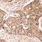 Paxillin antibody, 79-144, ProSci, Immunohistochemistry paraffin image 