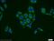 Egl-9 Family Hypoxia Inducible Factor 2 antibody, 12984-1-AP, Proteintech Group, Immunofluorescence image 