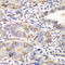 Glutamate-Cysteine Ligase Modifier Subunit antibody, LS-C749003, Lifespan Biosciences, Immunohistochemistry frozen image 