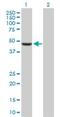 Transcription Factor AP-2 Delta antibody, H00083741-B01P, Novus Biologicals, Western Blot image 