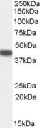Serpin Family B Member 9 antibody, LS-C55455, Lifespan Biosciences, Western Blot image 