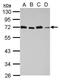 Signal Transducing Adaptor Molecule antibody, PA5-30264, Invitrogen Antibodies, Western Blot image 