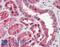 Glutamic-Oxaloacetic Transaminase 1 antibody, LS-B2405, Lifespan Biosciences, Immunohistochemistry frozen image 