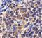 Baculoviral IAP Repeat Containing 5 antibody, LS-C371, Lifespan Biosciences, Immunohistochemistry paraffin image 