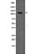 Solute Carrier Family 12 Member 2 antibody, abx148545, Abbexa, Western Blot image 