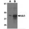 Head activator antibody, TA160077, Origene, Western Blot image 