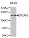 Eukaryotic Translation Initiation Factor 2 Alpha Kinase 3 antibody, abx125804, Abbexa, Western Blot image 