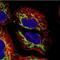 Mitochondrial Ribosomal Protein S31 antibody, NBP2-30923, Novus Biologicals, Immunocytochemistry image 