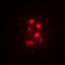 tRNA-splicing endonuclease subunit Sen2 antibody, orb382095, Biorbyt, Immunofluorescence image 
