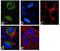 Mitogen-Activated Protein Kinase Kinase 1 antibody, 711612, Invitrogen Antibodies, Immunofluorescence image 