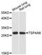 Tetraspanin 8 antibody, A13266, ABclonal Technology, Western Blot image 