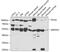 Inosine Monophosphate Dehydrogenase 2 antibody, 19-607, ProSci, Western Blot image 