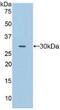 Fc Fragment Of IgG Receptor IIa antibody, abx104558, Abbexa, Western Blot image 