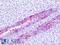 BG37 antibody, LS-A1935, Lifespan Biosciences, Immunohistochemistry paraffin image 